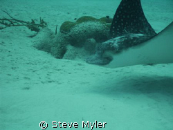 This Eagle Ray has a very unique face and it looks like i... by Steve Myler 